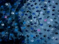 DSC00967.jpg