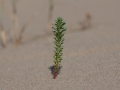DSC09754.jpg