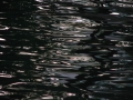 IMG_7370.jpg